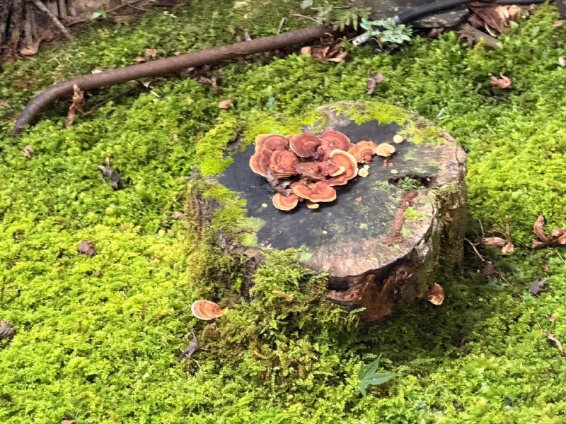 D5 岚山苔藓 - 竹林最最开始这是想坐深夜巴士到东京的,但最后还是不折腾了,来了龟冈这边的酒店住一晚